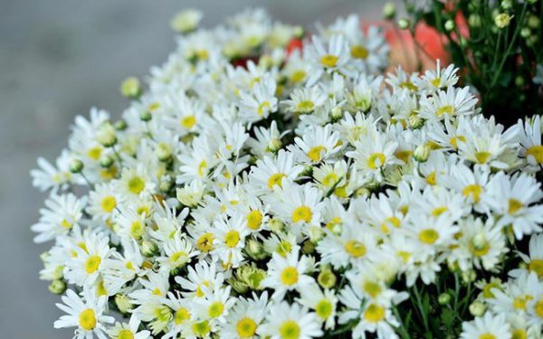 Ý nghĩa của hoa cúc họa mi – loài hoa nhỏ bé mang sức mạnh to lớn