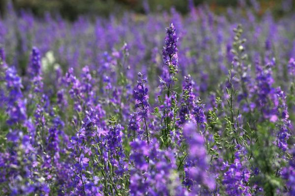 Ý nghĩa của hoa violet trong văn hoá phương Tây