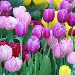 Cách Trồng Hoa Tulip Đẹp