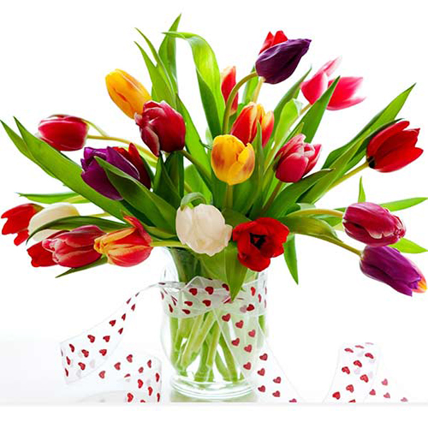 Ý Nghĩa Các Màu Hoa Tulip
