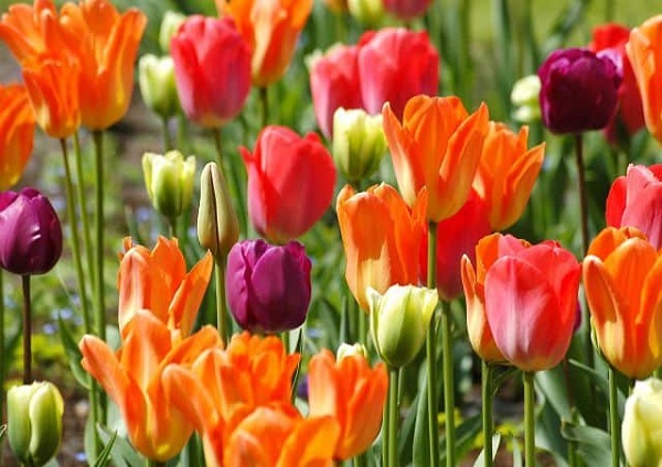 Ý Nghĩa Các Màu Hoa TulipÝ Nghĩa Các Màu Hoa Tulip