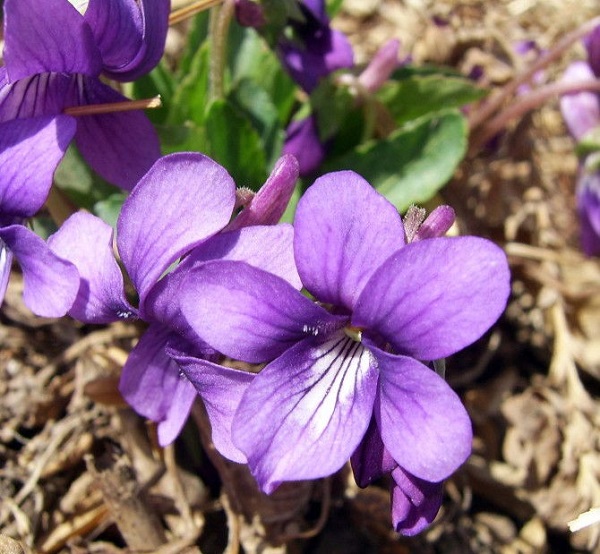 Cách Trồng Và Chăm Sóc Cây Hoa Violet