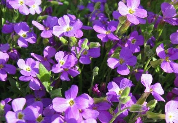 Cách Trồng Và Chăm Sóc Cây Hoa Violet