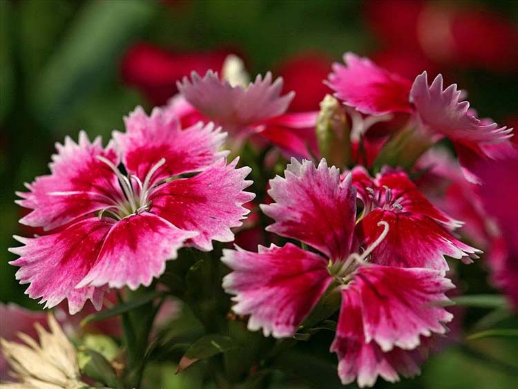 Các loài hoa cẩm chướng phổ biến