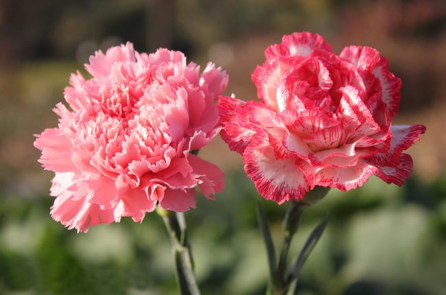ảnh Ngày Của Mẹ Nền Hoa Cẩm Chướng Tải Xuống Miễn Phí ảnh ngày của mẹ hoa  cẩm chướng hoa cẩm chướng nền màu hồng hoa cẩm chướng đẹp Trên Lovepik