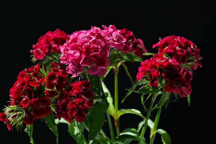 Các loài hoa cẩm chướng phổ biến
