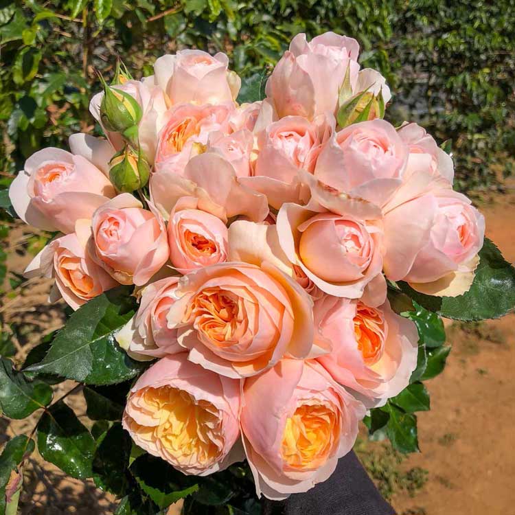 Hoa hồng Juliet Rose